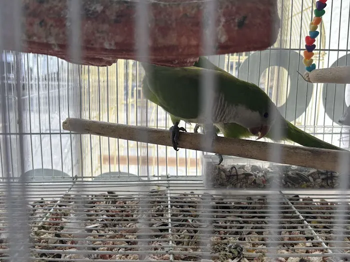 Ary exotic birds Picture 5