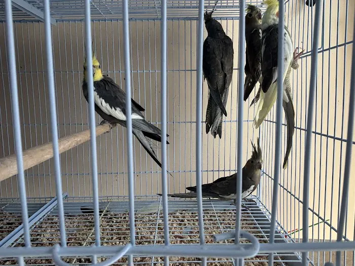 Ary exotic birds Picture 7