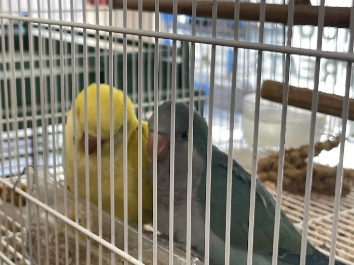 Ary exotic birds Picture 10