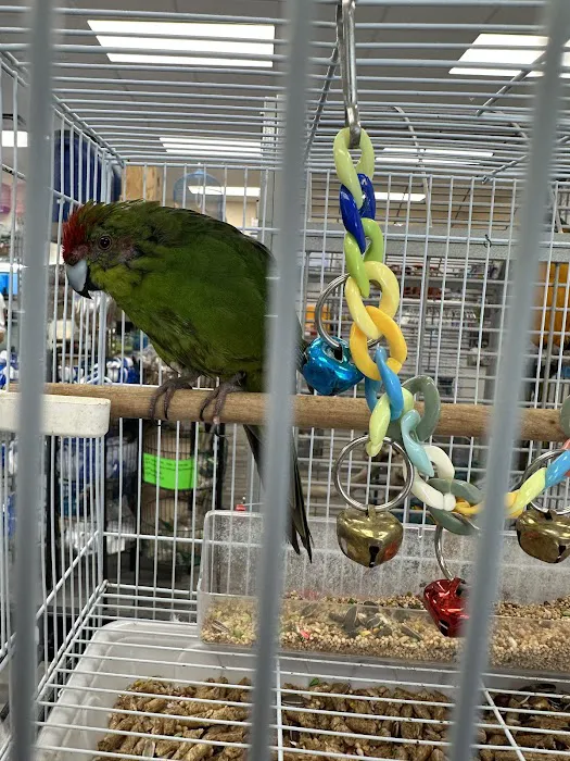 Ary exotic birds Picture 3
