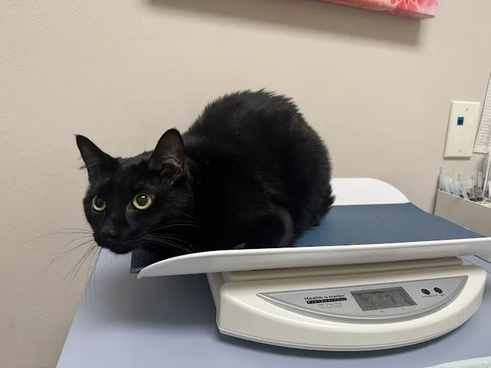 The Cat Hospital of Fairfax Inc Picture 3