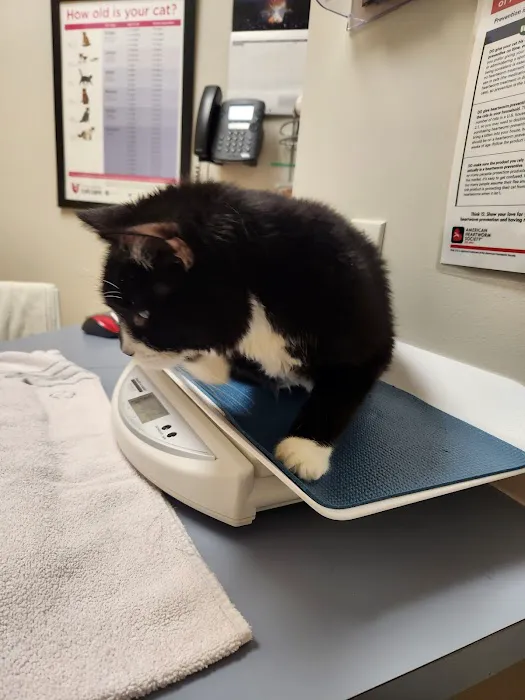 The Cat Hospital of Fairfax Inc Picture 1