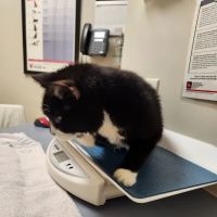 The Cat Hospital of Fairfax Inc ico