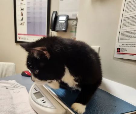 The Cat Hospital of Fairfax Inc