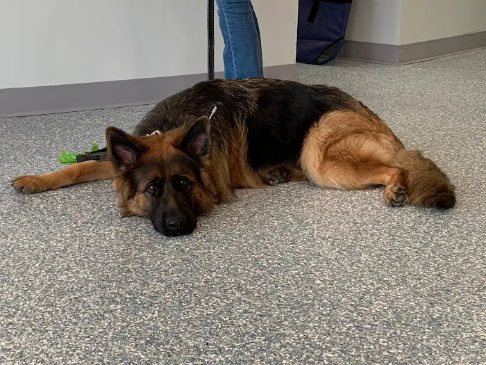 Fairfax Veterinary Hospital Picture 3