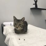 Fairfax Veterinary Hospital