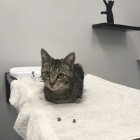 Fairfax Veterinary Hospital ico