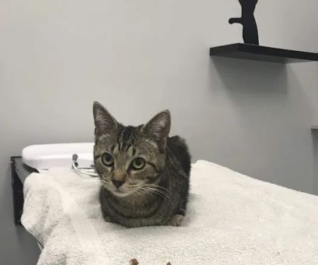 Fairfax Veterinary Hospital
