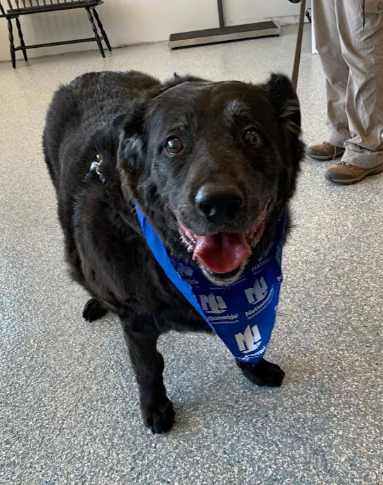 Fairfax Veterinary Hospital Picture 10