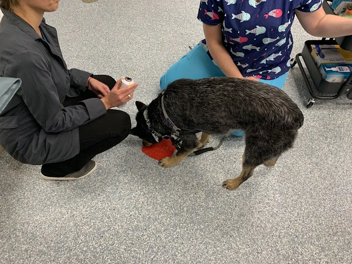 Fairfax Veterinary Hospital Picture 6