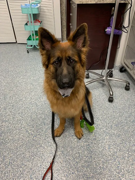Fairfax Veterinary Hospital Picture 8