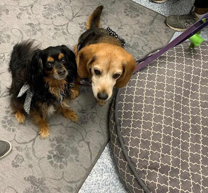 Fairfax Veterinary Hospital Picture 7