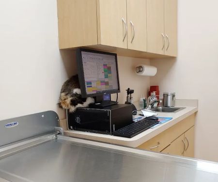 Pet Lovers Animal Hospital