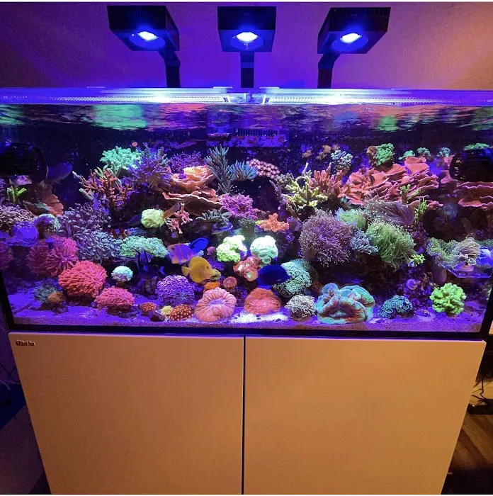 Clean Sharks Aquarium Maintenance Picture 3