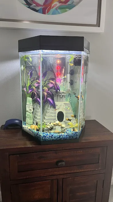 Clean Sharks Aquarium Maintenance Picture 5