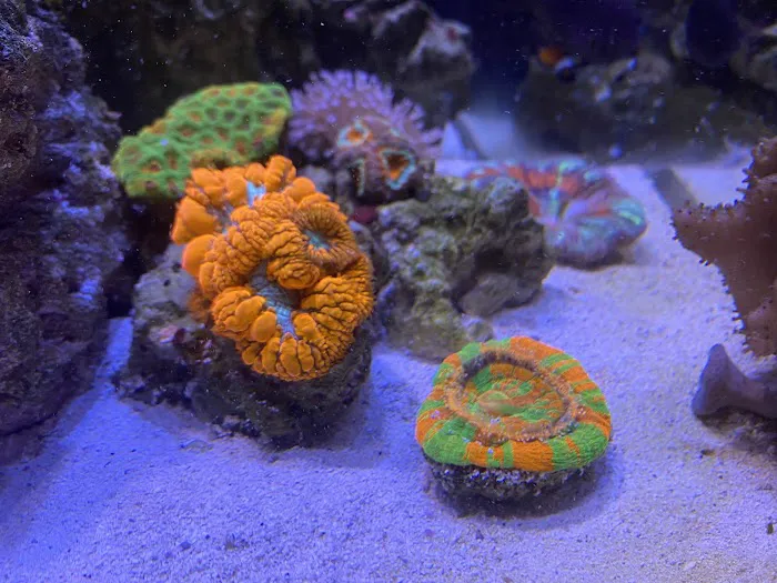 Clean Sharks Aquarium Maintenance Picture 1