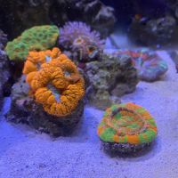 Clean Sharks Aquarium Maintenance ico