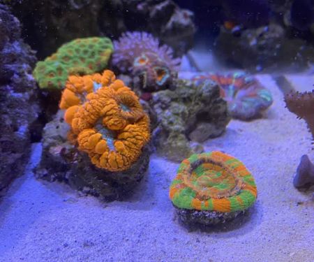 Clean Sharks Aquarium Maintenance