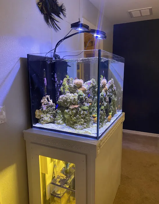Clean Sharks Aquarium Maintenance Picture 10