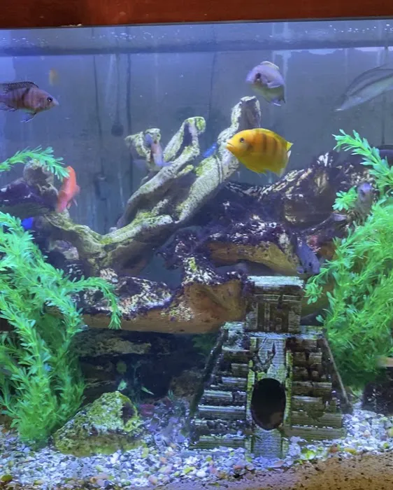 Clean Sharks Aquarium Maintenance Picture 7