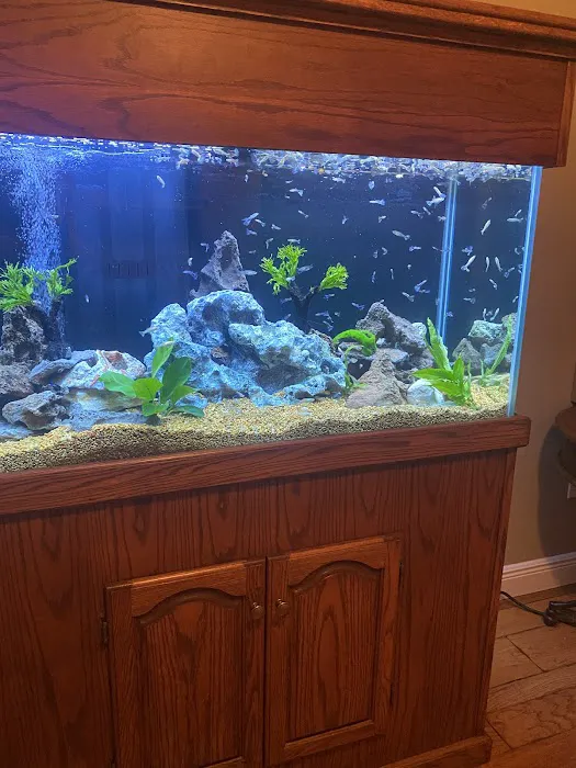Clean Sharks Aquarium Maintenance Picture 8