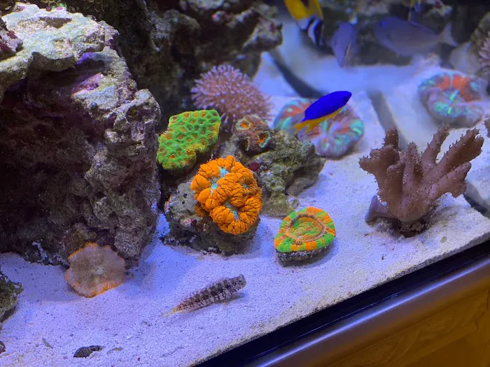 Clean Sharks Aquarium Maintenance Picture 9