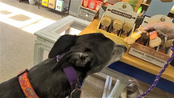 The Healthy Hound Picture 2