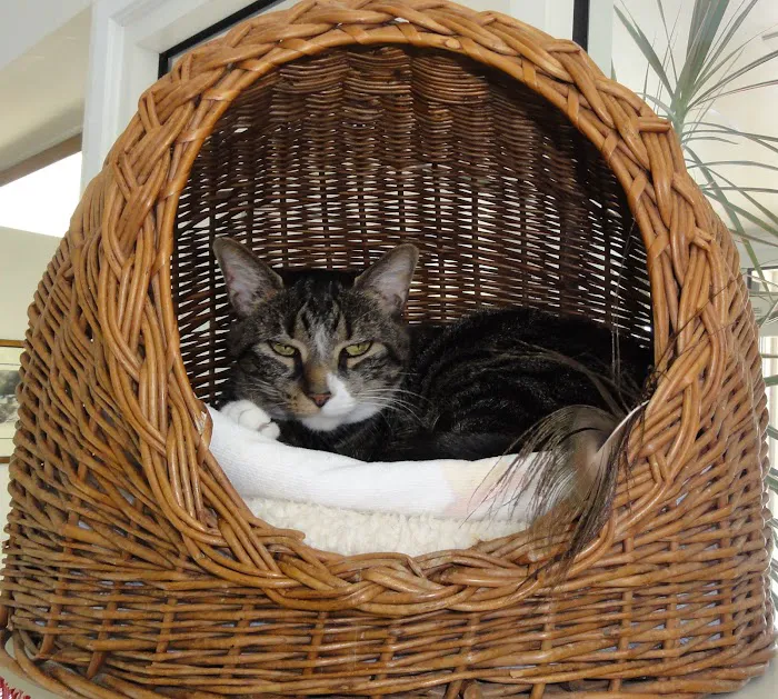VCA Commonwealth Animal Hospital Picture 6
