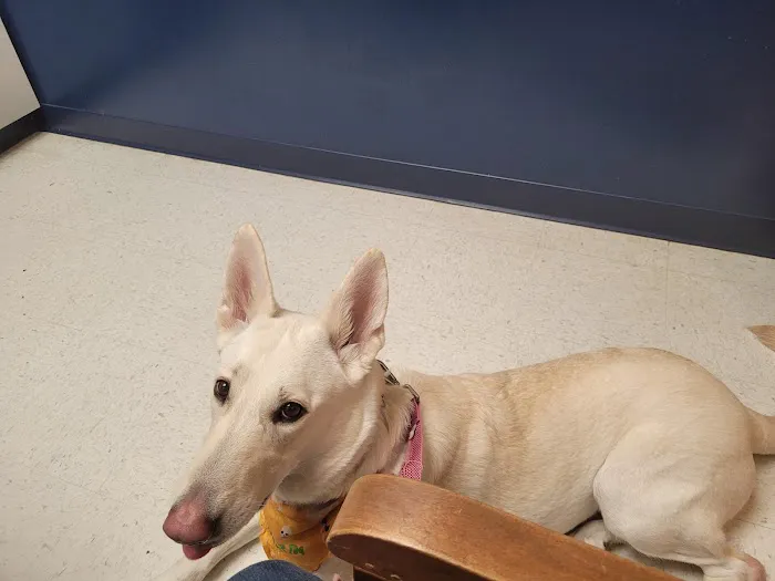 Independent Hill Veterinary Clinic Picture 8