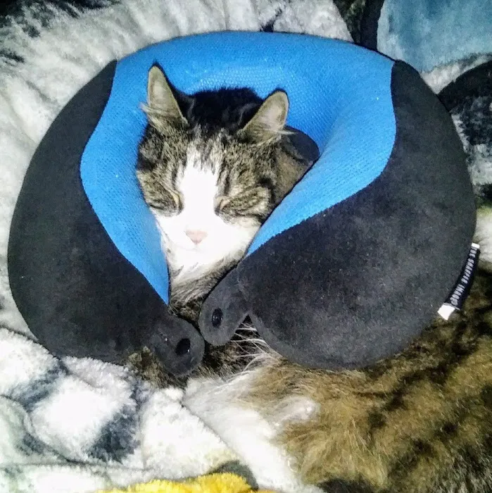 Independent Hill Veterinary Clinic Picture 10