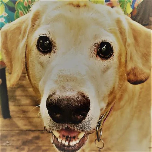 Independent Hill Veterinary Clinic Picture 2