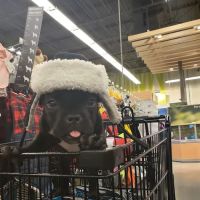 Petco ico