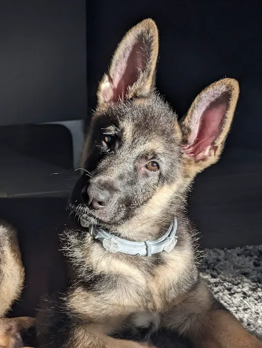 Pet Orlando Picture 2