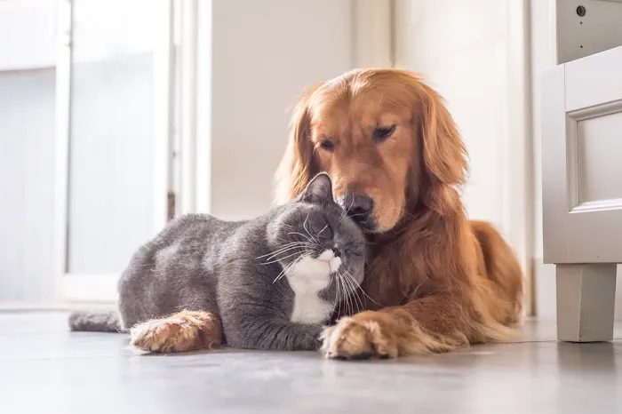 Stafford Animal Hospital Picture 10