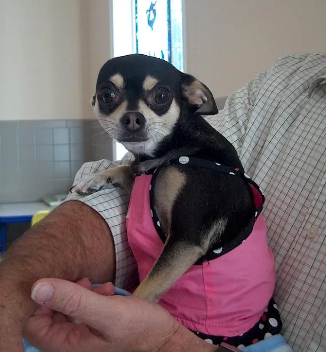 Stafford Animal Hospital Picture 2