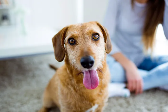 Stafford Animal Hospital Picture 7