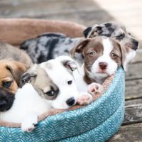 Stafford Animal Hospital ico