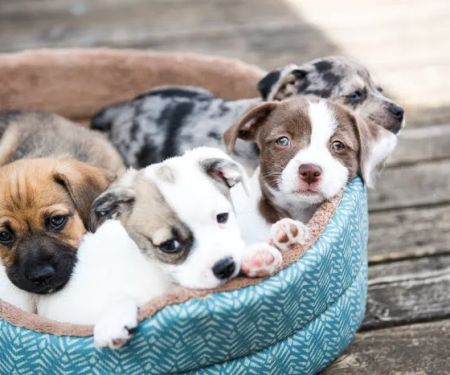 Stafford Animal Hospital