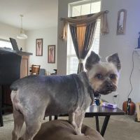 Banfield Pet Hospital ico