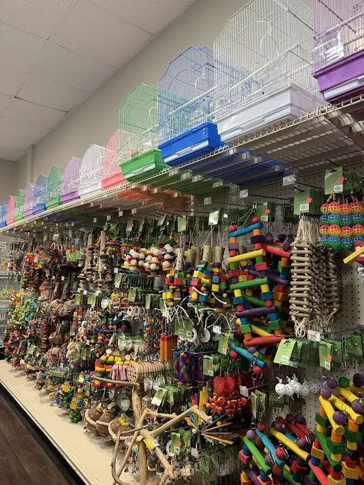 Love Bird Pet Store Picture 1