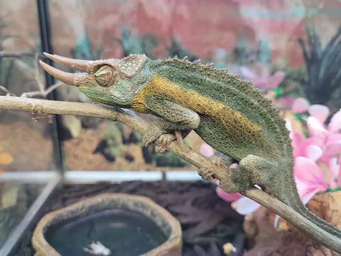 Hector's Pet Store Picture 9