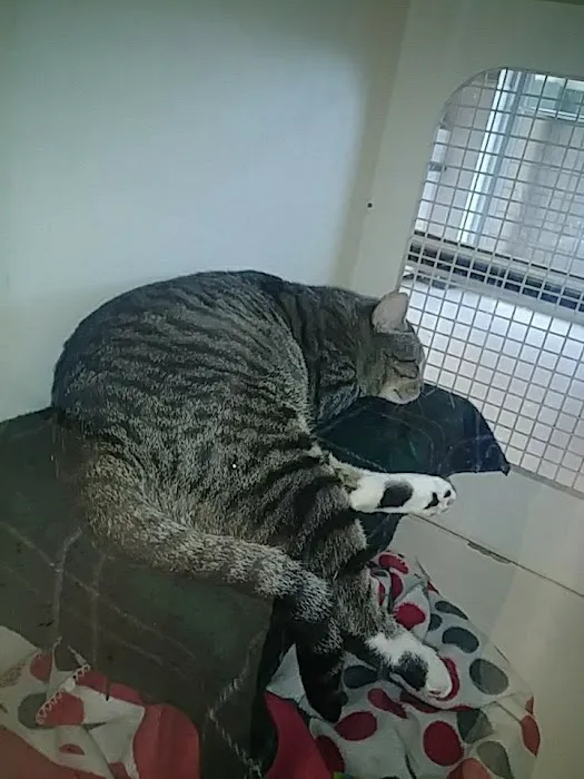 Petco Picture 4