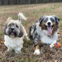610 Animal Hospital ico
