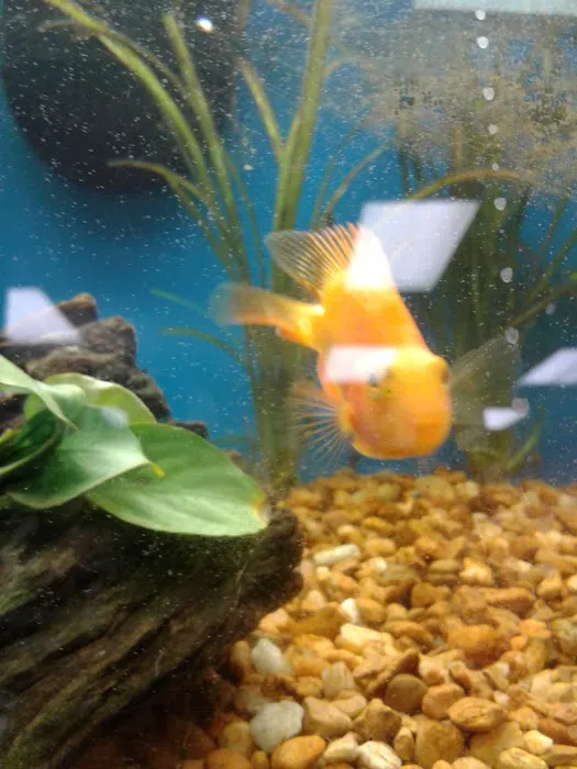 Pet Supermarket Picture 10