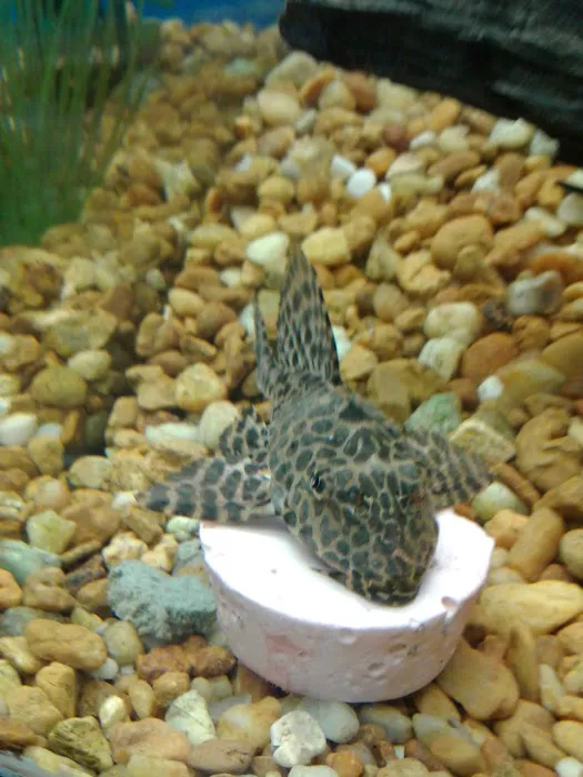 Pet Supermarket Picture 9