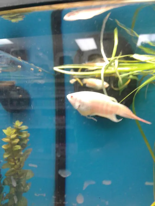 Pet Supermarket Picture 6