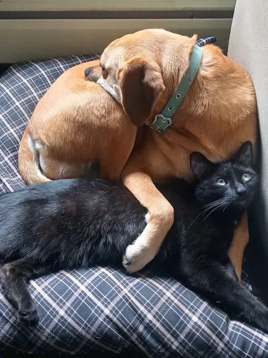 Companion Animal Hospital Picture 2