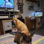 Companion Animal Hospital