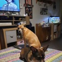 Companion Animal Hospital ico