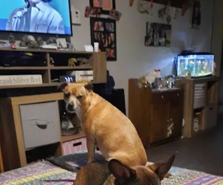 Companion Animal Hospital
